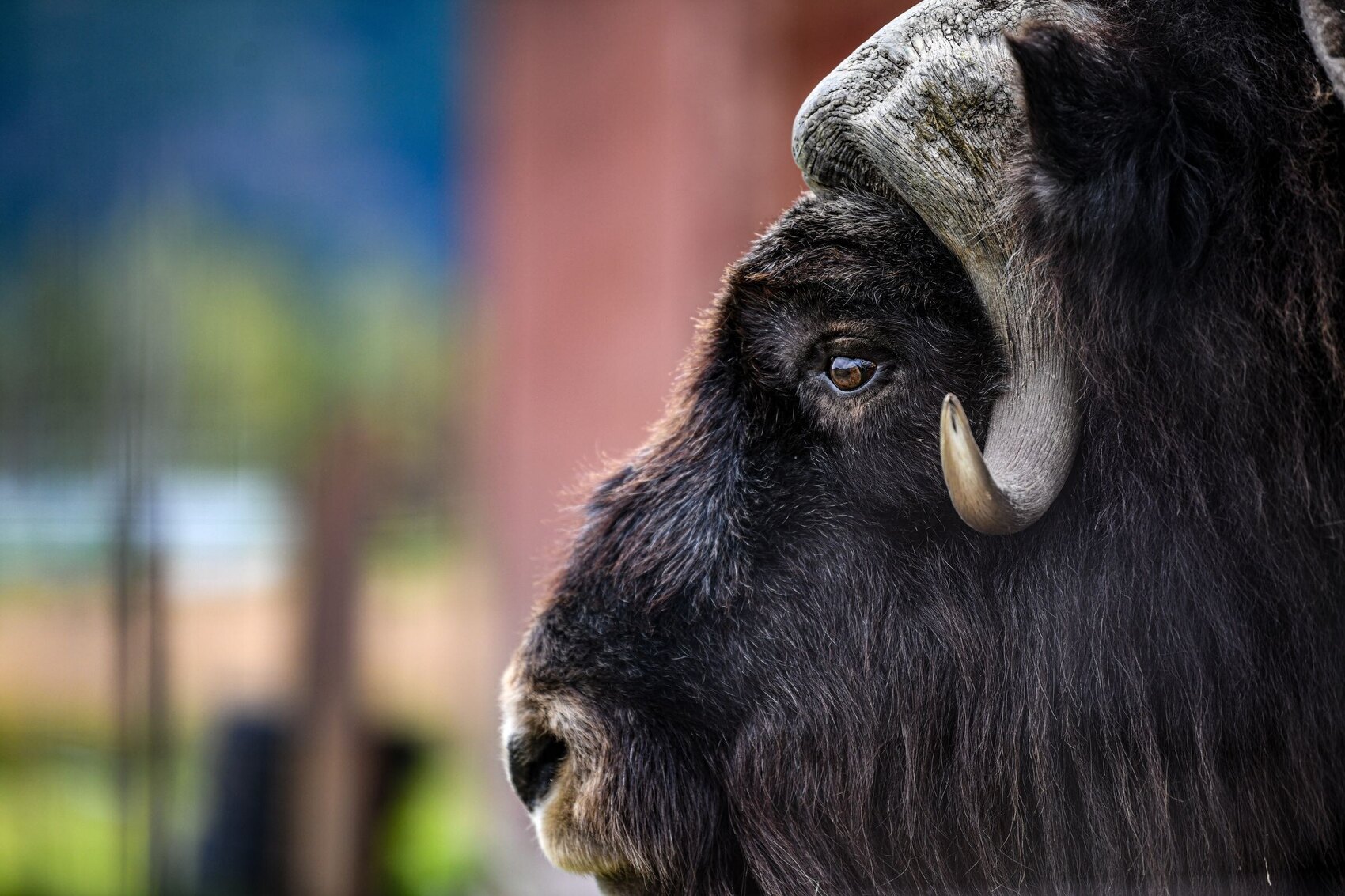 A Day at the Yukon Wildlife Preserve: Up Close with Arctic Mammals